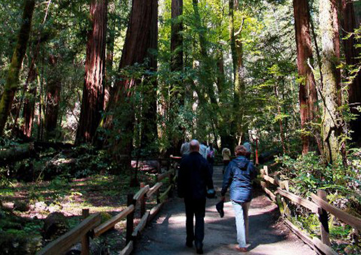 Muirwoods park redwoods