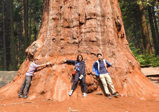 Yosemite Mariposa Grove of Giant Sequoias