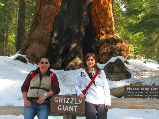 Yosemite giant sequoias mariposa grove in winter