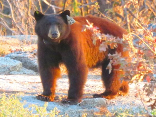 bears bear yosemite ourse oso bar wild animals