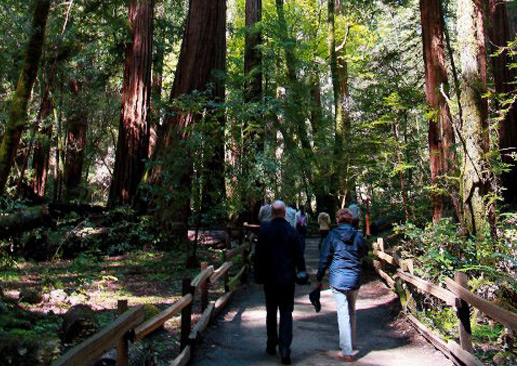Muirwoods park redwoods