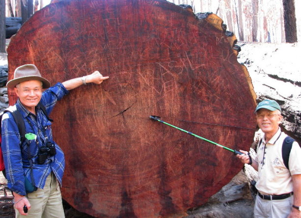 giant sequoias day hikes yosemite park