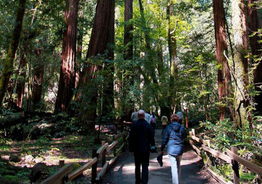 Muirwoods park redwoods